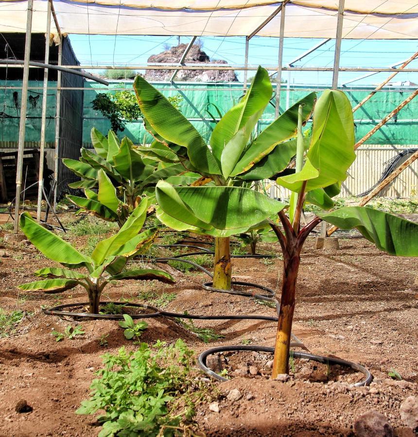 Finca Berolo 1 Guia de Isora  Ngoại thất bức ảnh